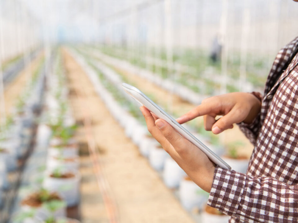 Agricultura moderna en Republica Dominiana